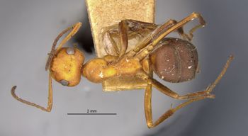 Media type: image;   Entomology 8881 Aspect: habitus dorsal view